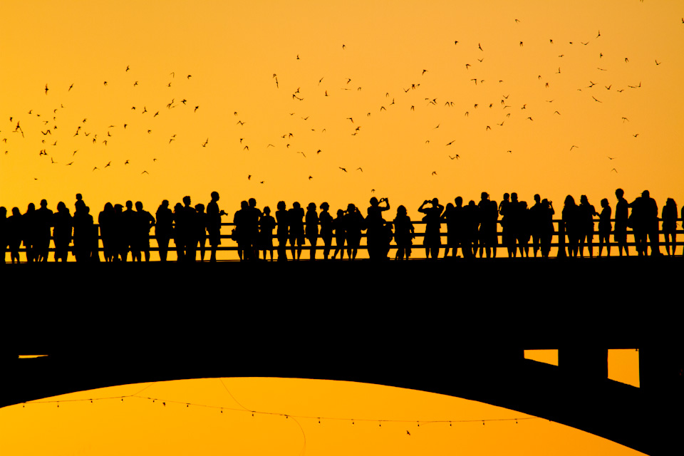 Bats in Austin, Texas