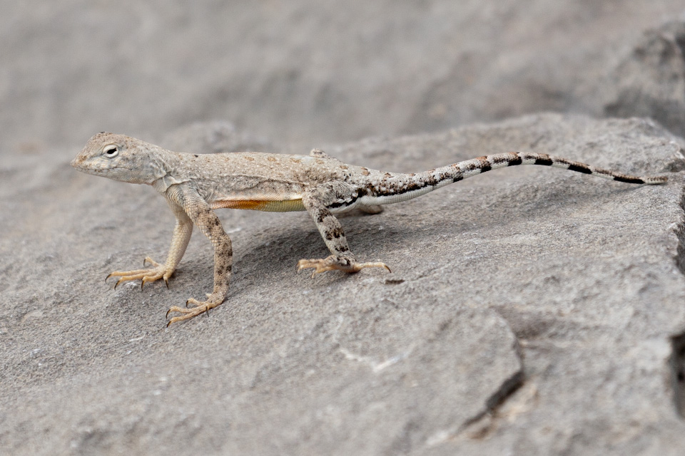 Little Fellow in Austin, Texas