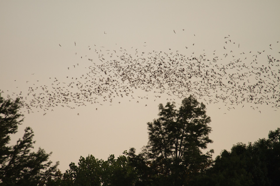 Bat Stream in Austin, Texas