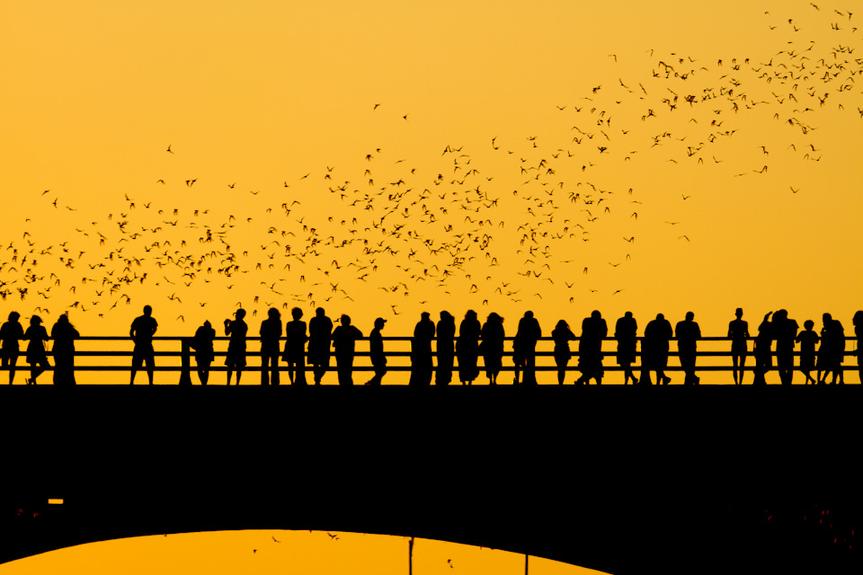 Watching the Bats in Austin, Texas