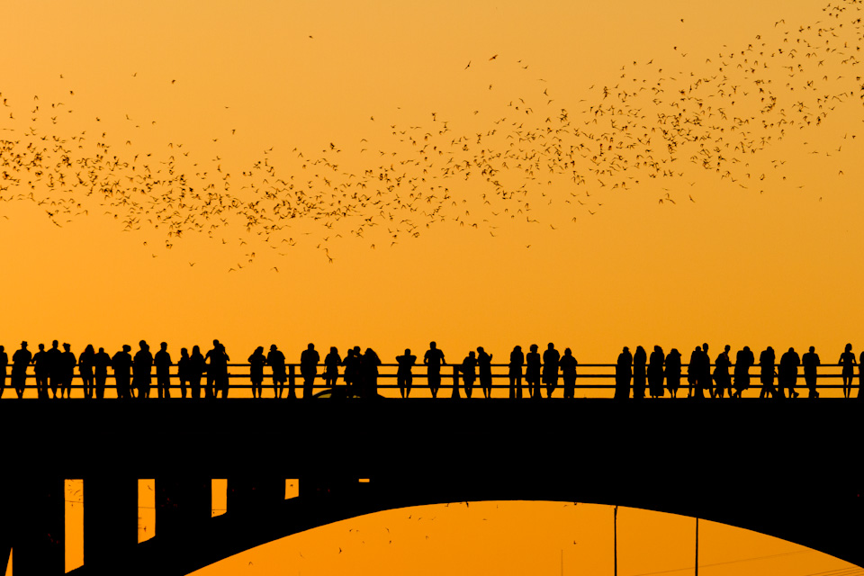 Lots of Bats in Austin, Texas