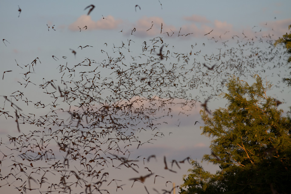 Bats Away in Austin, Texas