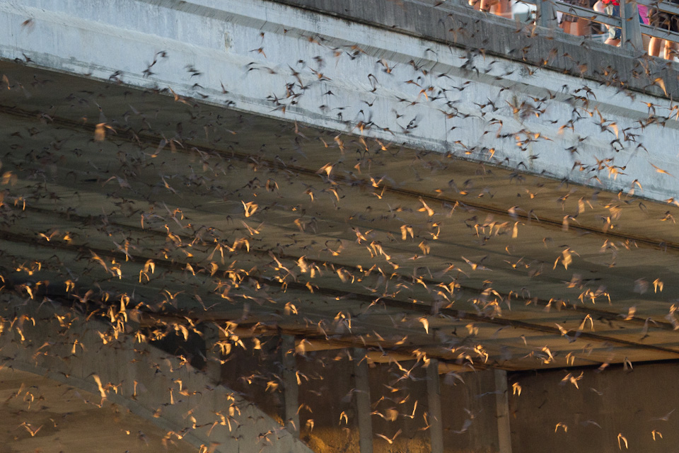 From Under the Bridge in Austin, Texas