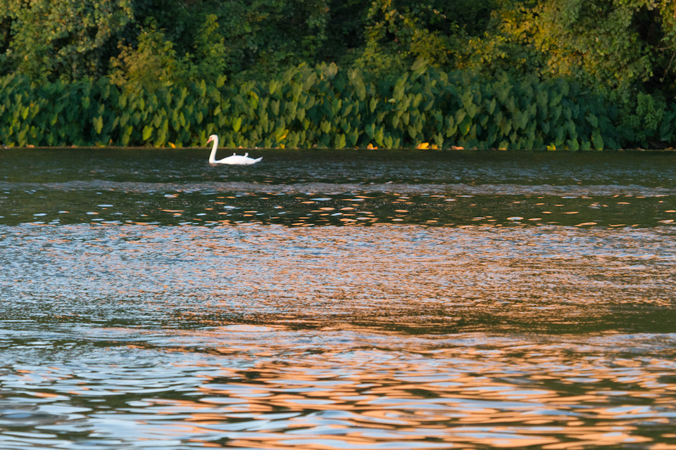 Lonely Swan in Austin, Texas