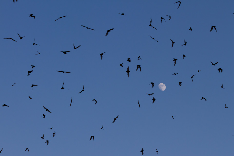 Full Moon in Austin, Texas