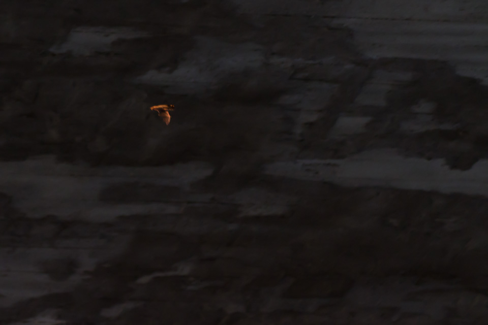 A Bat in Austin, Texas