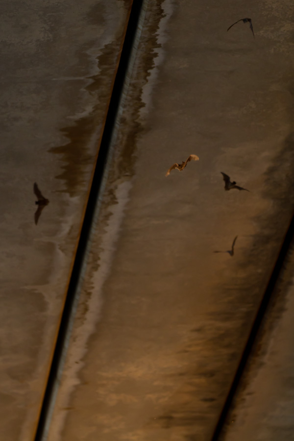 Bat Condo in Austin, Texas