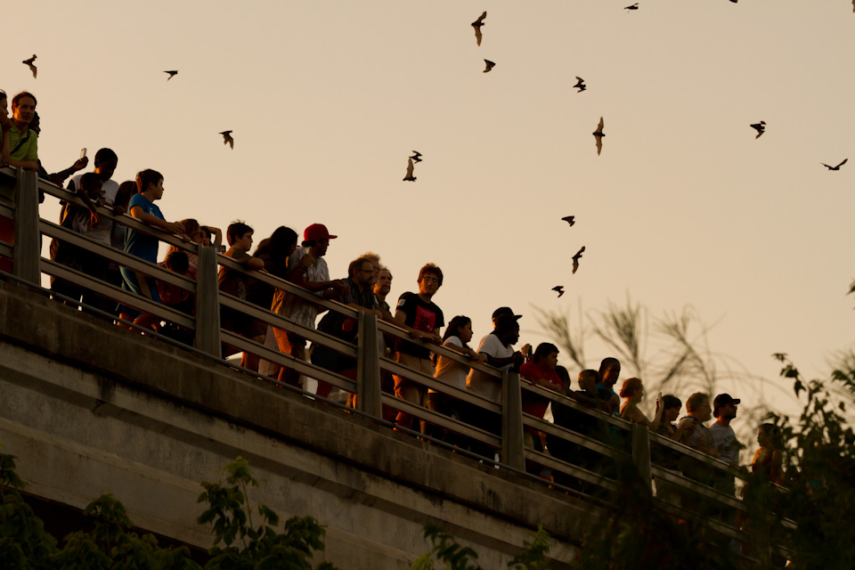 Bat Watching in Austin, Texas