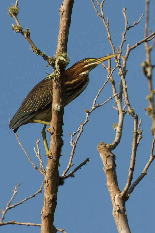 Creek Bird in Austin, Texas