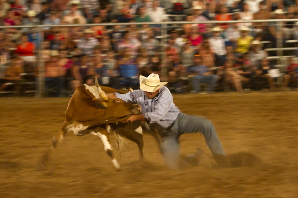 Wrestling a Steer in Johnson City, Texas