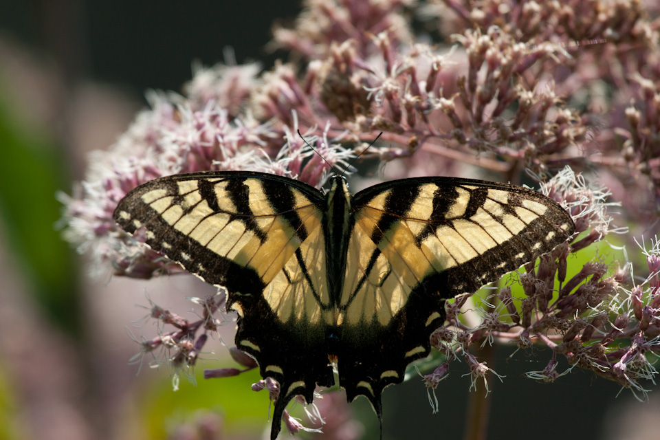 Fall Butterfly in Highlands, North Carolina