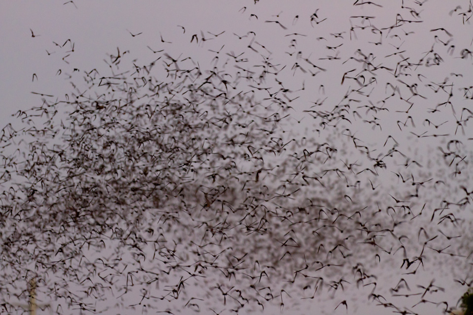Bats, Bats, Bats in Austin, Texas