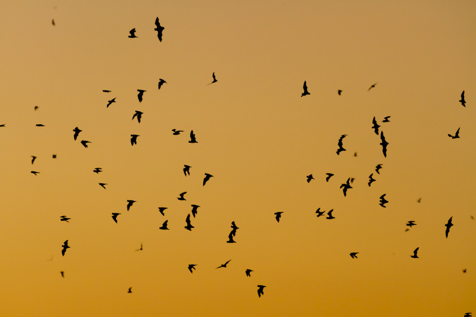 Bats Overhead in Austin, Texas