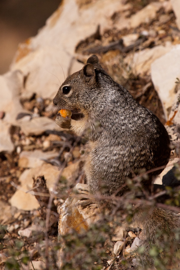 Canyon Squirrel  in Grand Canyon, Arizona