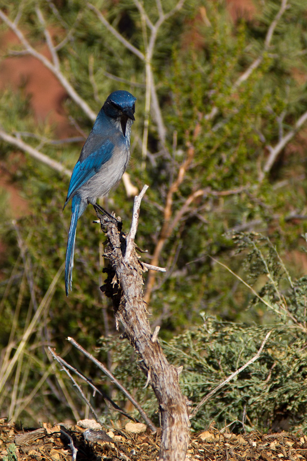 Blue Bird in Grand Canyon, Arizona