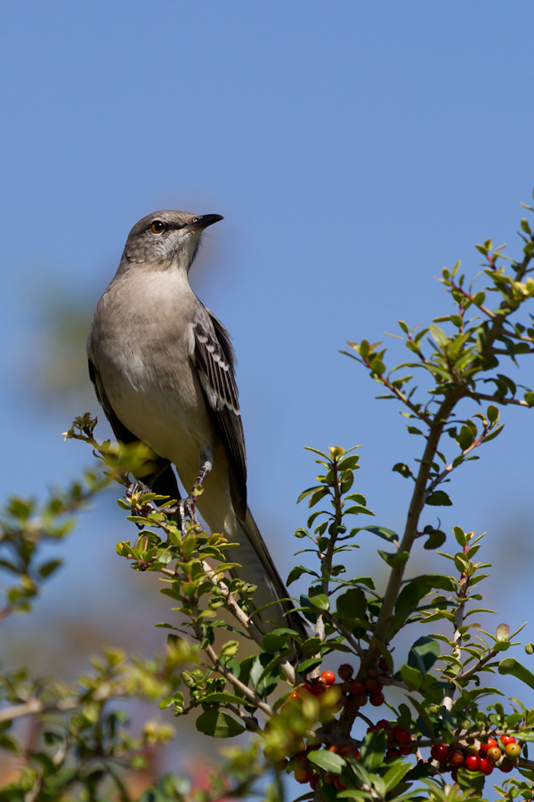 Texas Bird in Austin, Texas