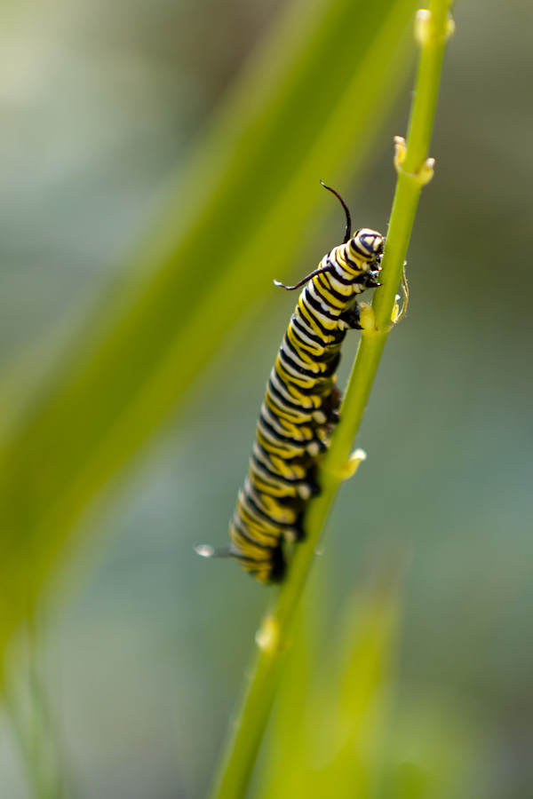 Longhorn Caterpillar in Austin, Texas