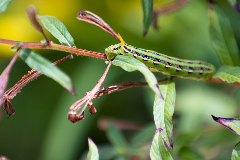 Colorful Critter in Austin, Texas