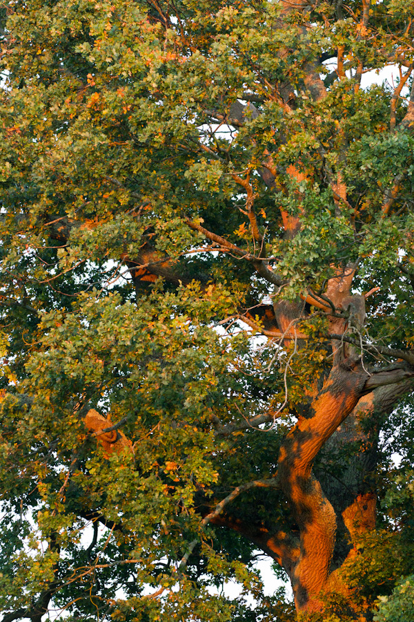 Tree at Sunset in South Lodge, England
