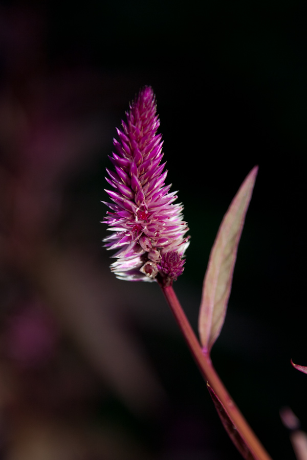 Purple Slash in Pine Mountain, Georgia