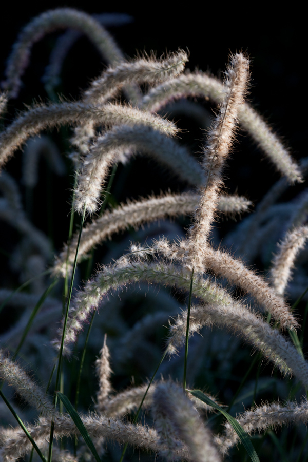 Reeds in the Light in Pine Mountain, Georgia