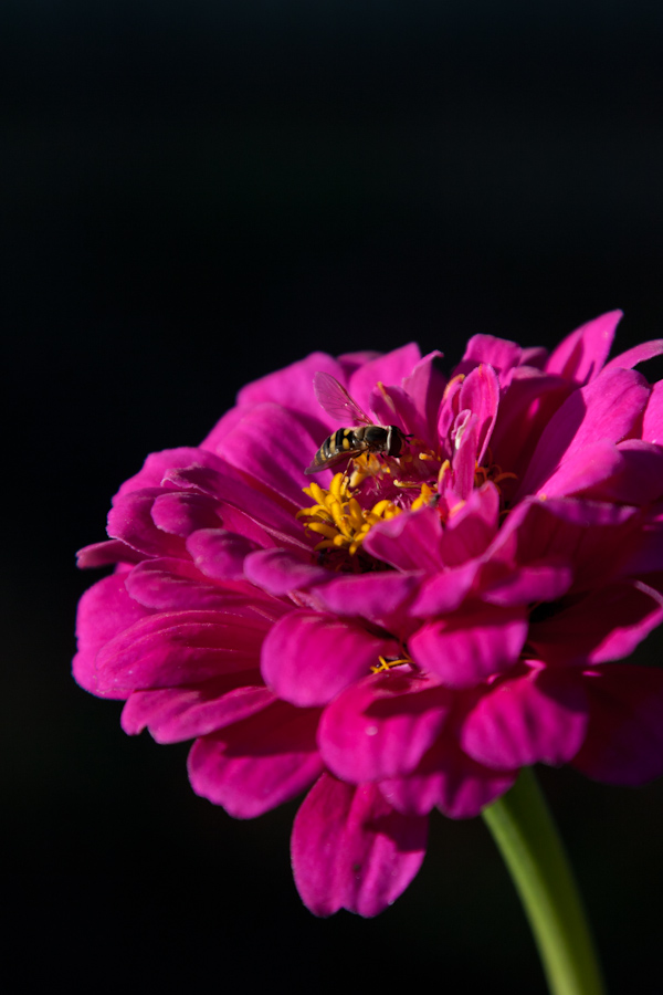 Zinnia Bee in Pine Mountain, Georgia