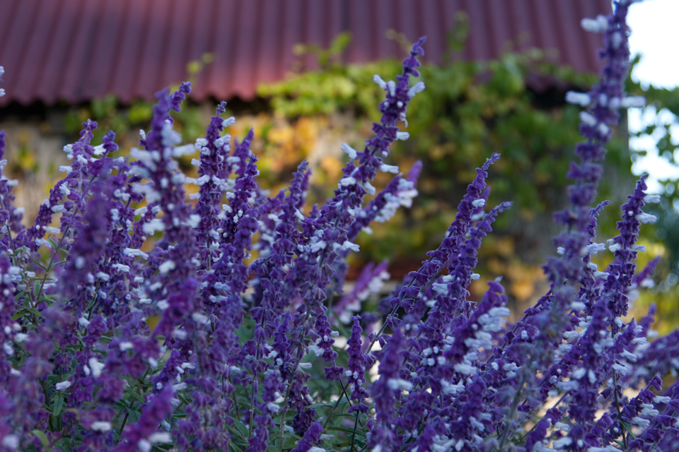 Pretty Hedge in Pine Mountain, Georgia
