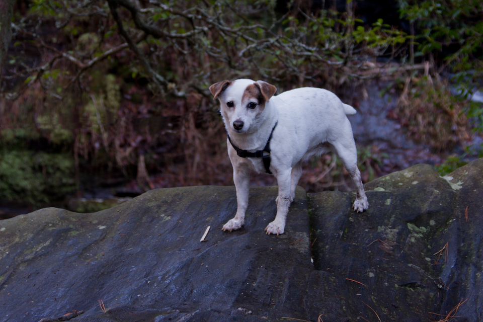 Sweetpea at Pigpen in Highlands, North Carolina