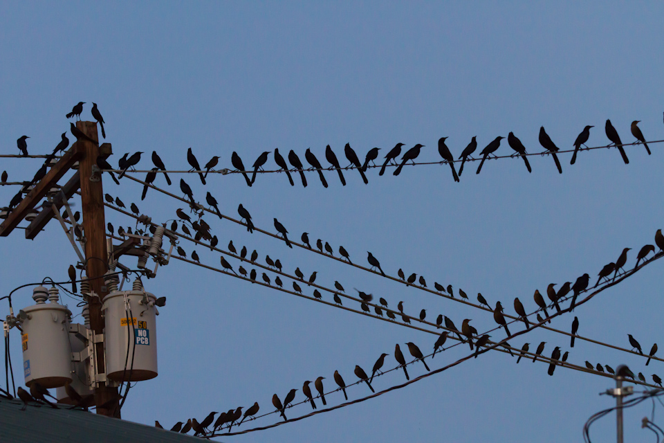 Lots of Birds in Austin, Texas