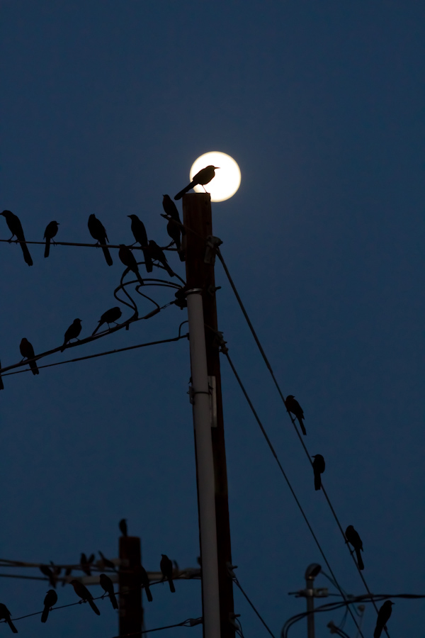 Full Bird, no Moon in Austin, Texas