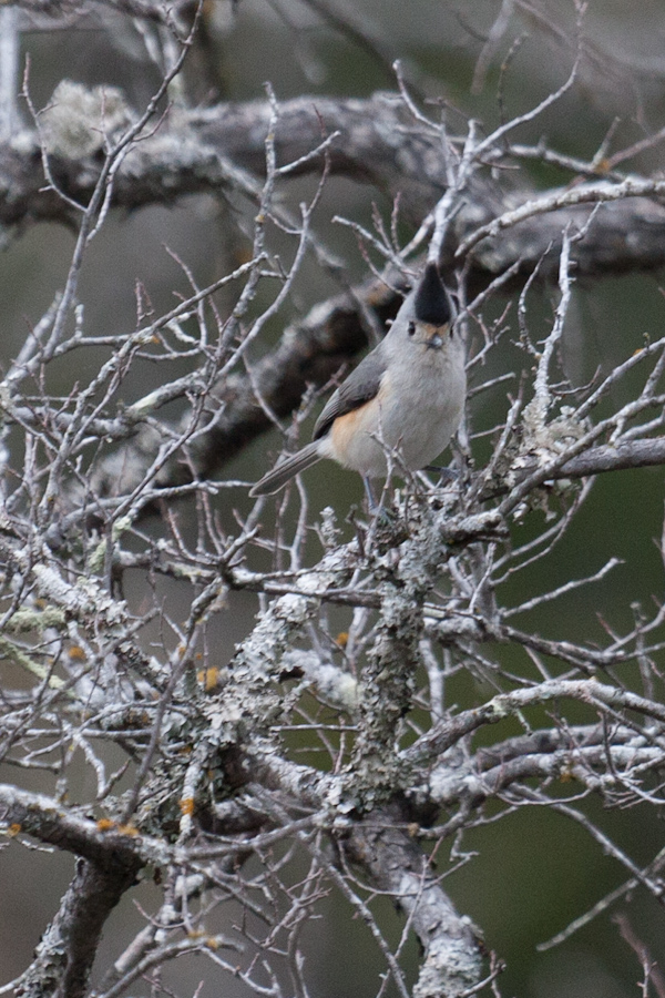 Little Bird in Austin, Texas