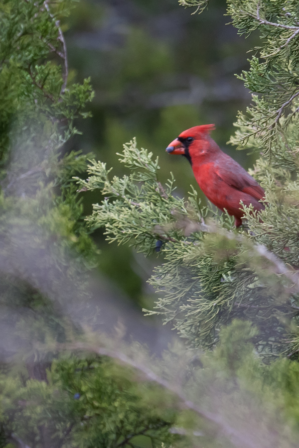 Snacking Cardinal in Austin, Texas