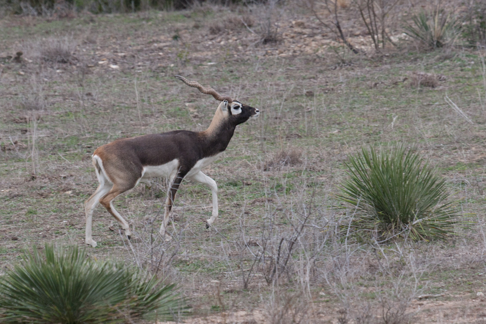 Blackbuck in Austin, Texas