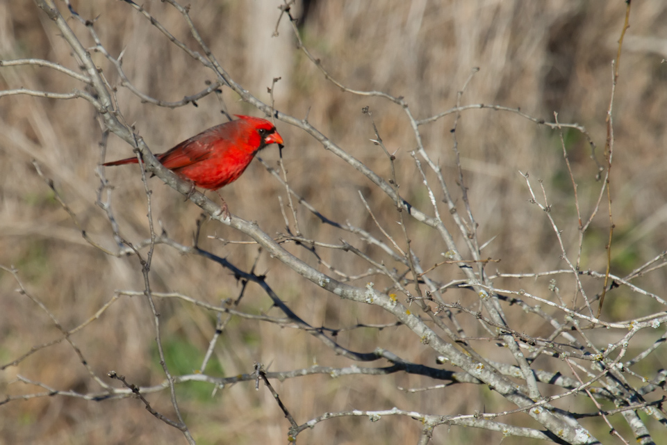 Texas Cardinal in Llano, Texas