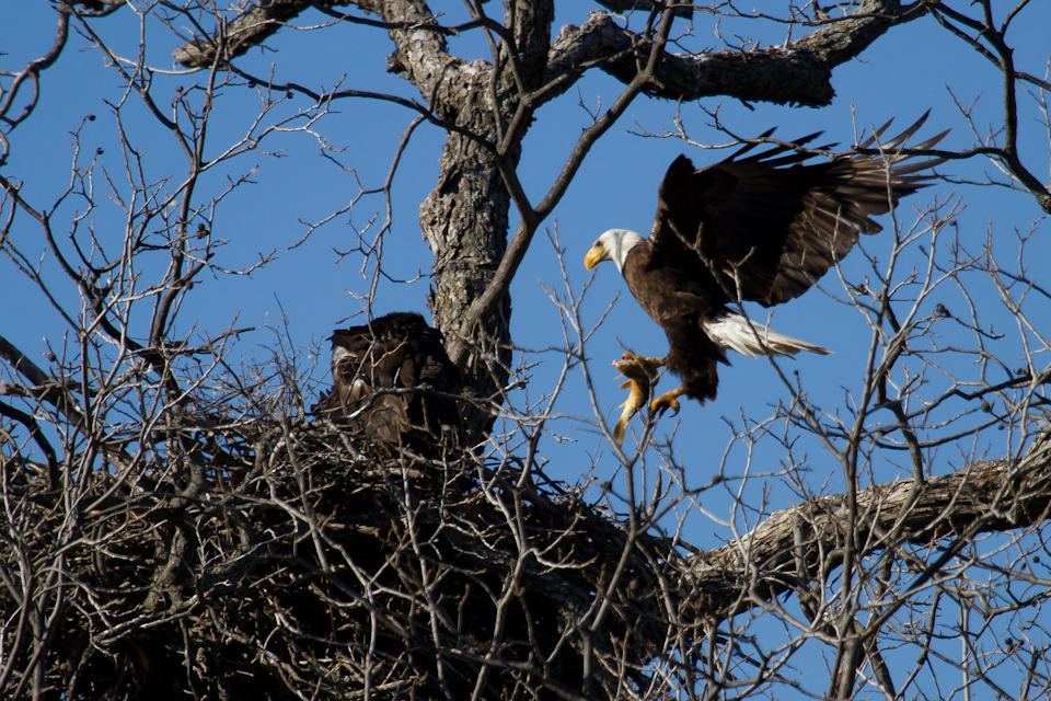 Bringing Home Dinner in Llano, Texas