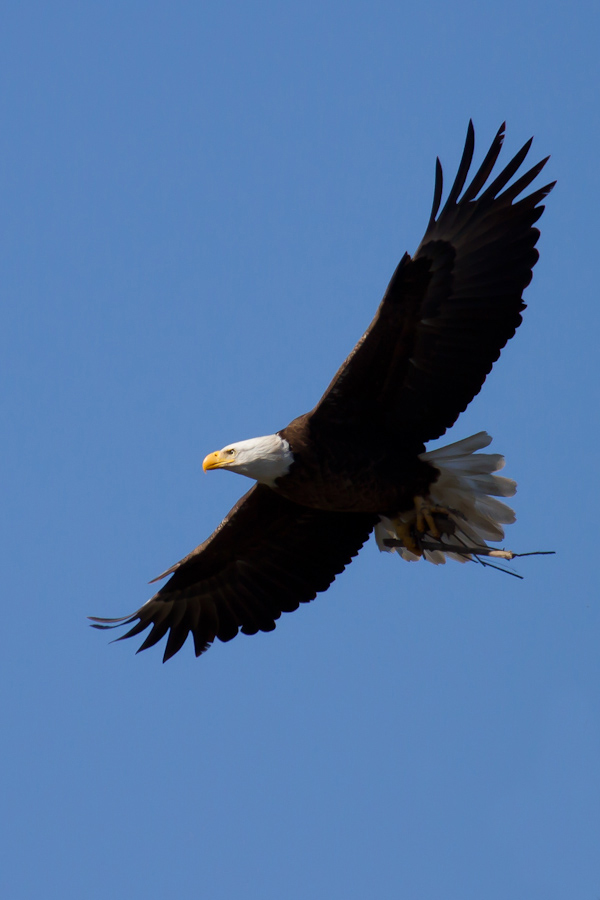 Another Stick for the Nest in Llano, Texas