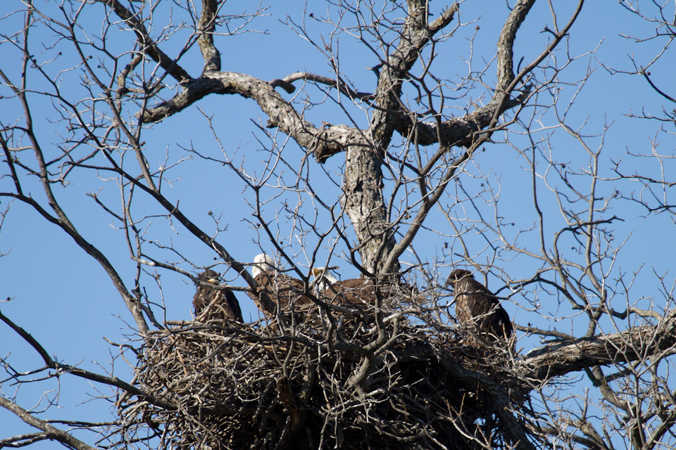 Eagle Family in Llano, Texas