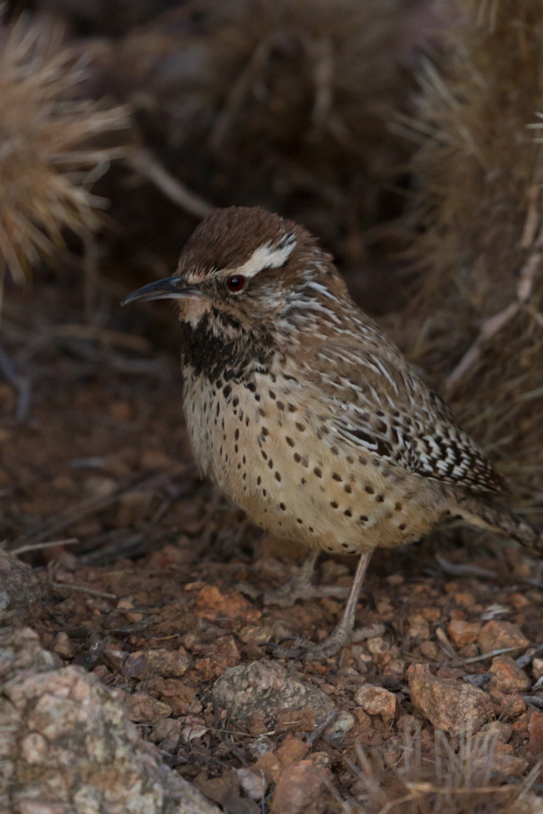 Cactus Wren in Phoenix, Arizona