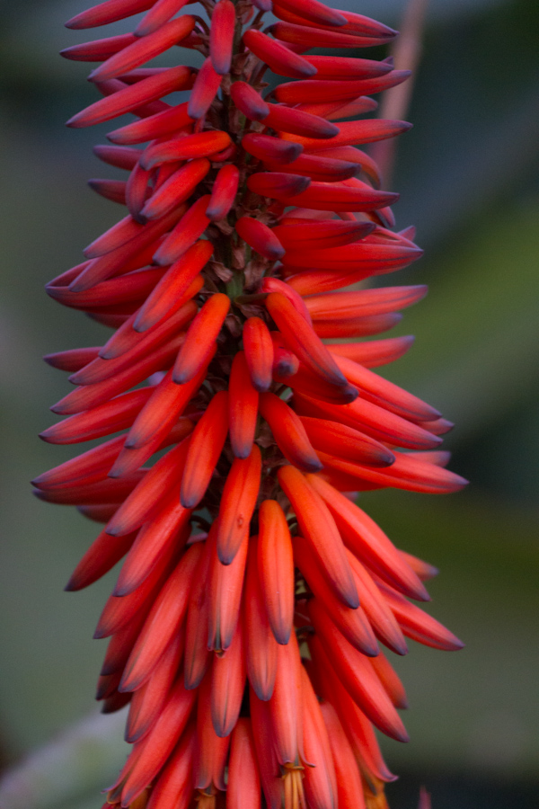 Red Rocket in Phoenix, Arizona
