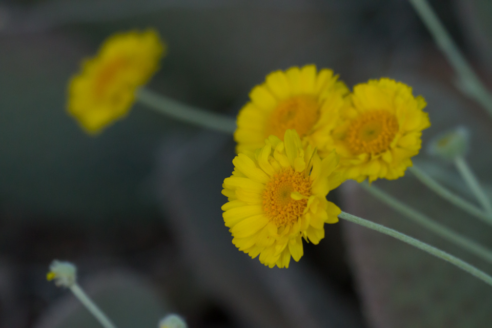 Desert Daisy in Phoenix, Arizona