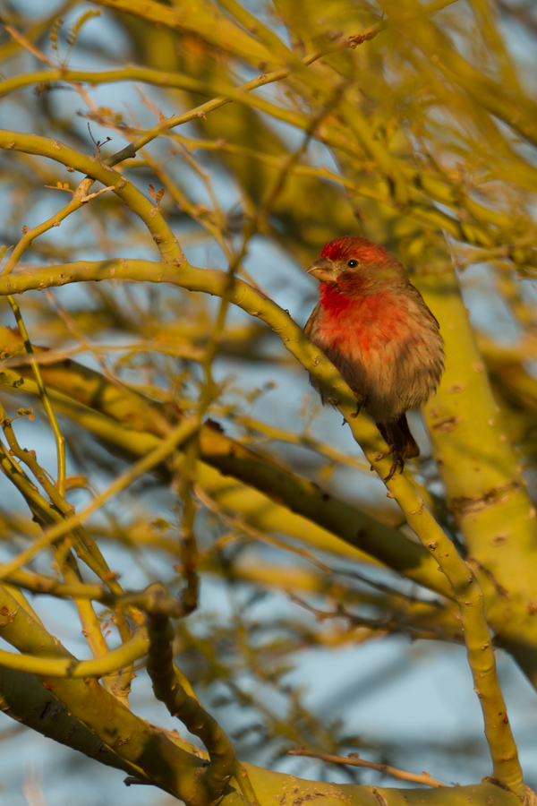 House Finch in Phoenix, Arizona