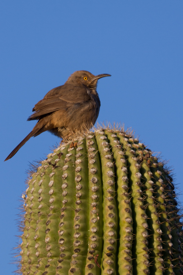 A Little Ruffled in Phoenix, Arizona