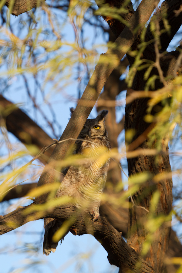 Hiding in Phoenix, Arizona