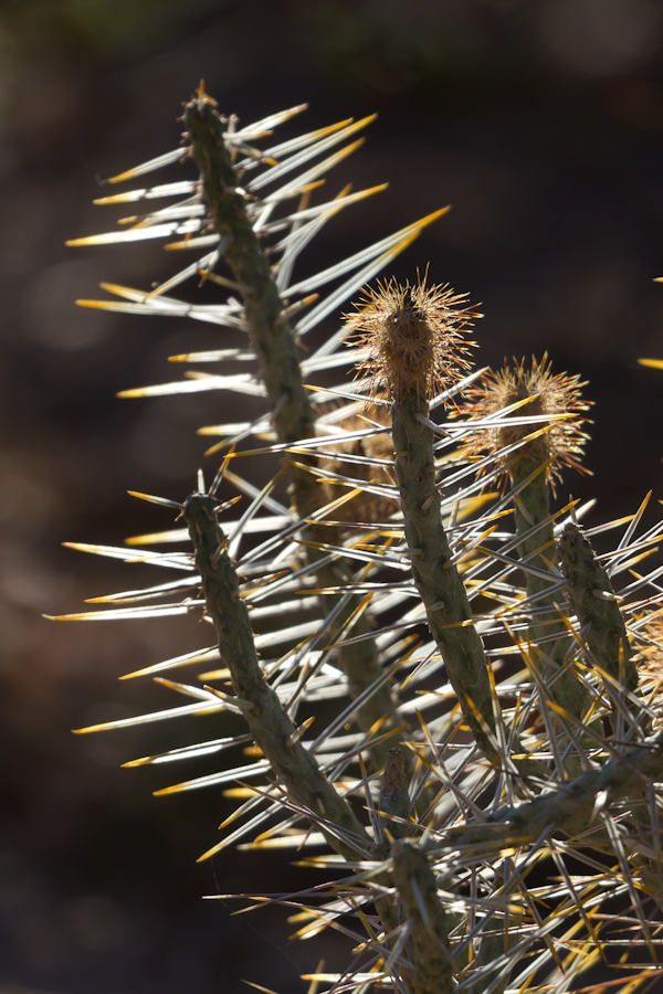 Sharp Light in Phoenix, Arizona