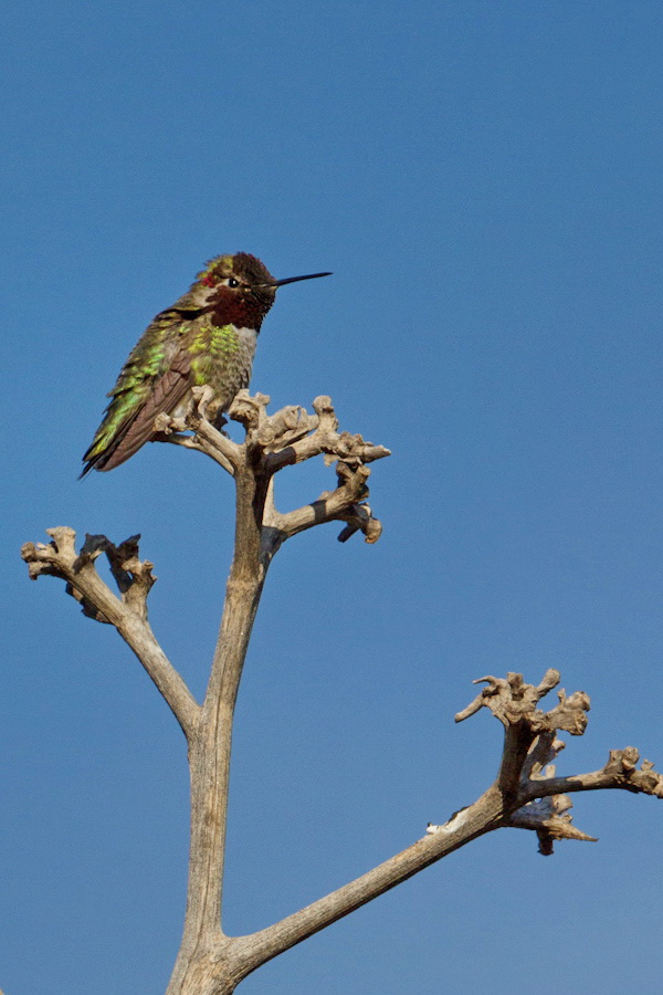 Resting Hummer in Phoenix, Arizona