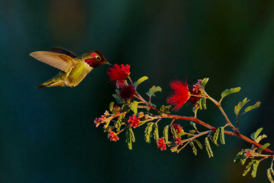 Hummingbird in Phoenix, Arizona