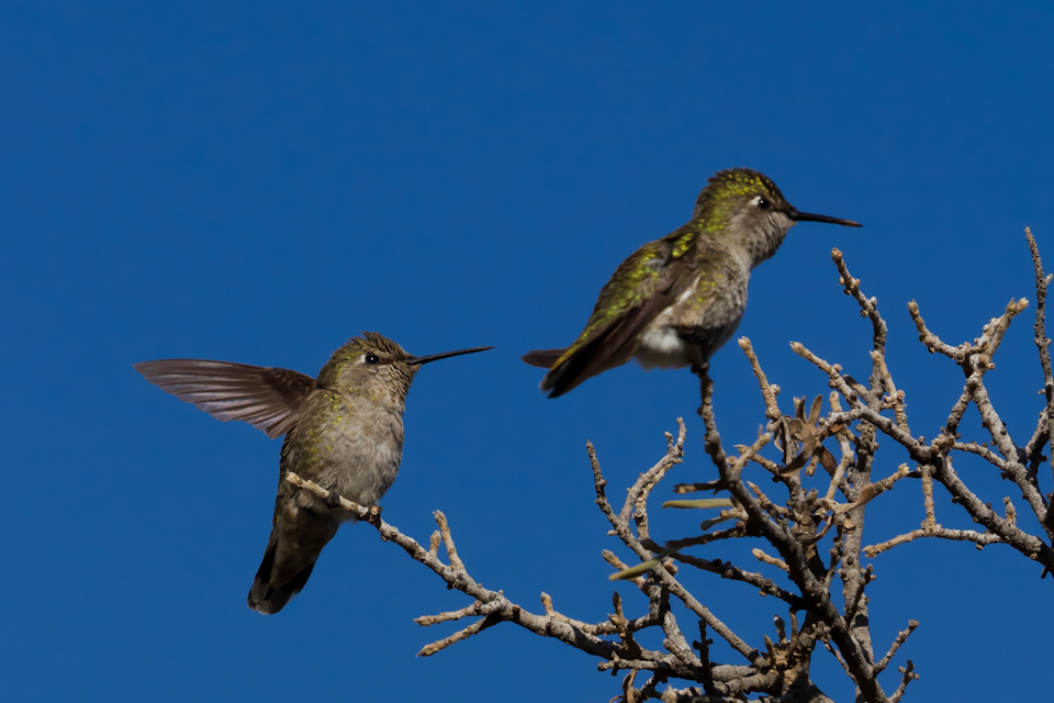 Hummer Couple in Phoenix, Arizona