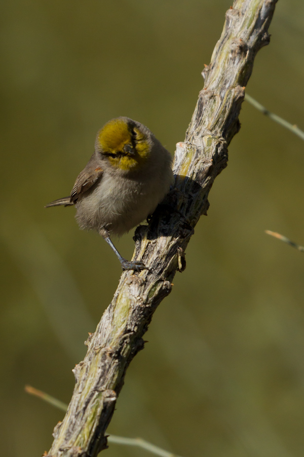 Bird on a Cactus in Phoenix, Arizona