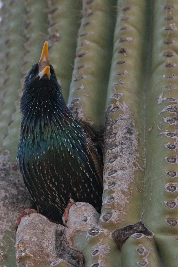 Cactus Home in Phoenix, Arizona