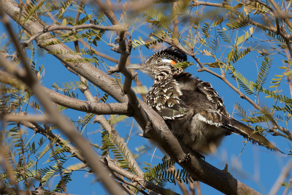 Treerunner in Phoenix, Arizona